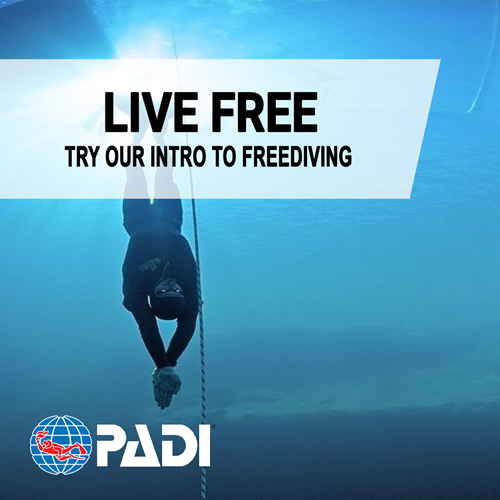 Intro to Freediver